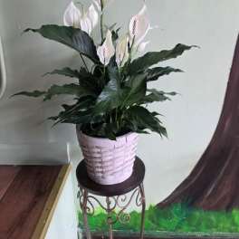 White peace lilies in a pink woven pot on a stand
