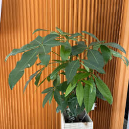 Potted money tree plant in a wooden planter