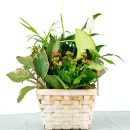 Our Brooks Dish Garden