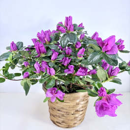 Azalea - Seasonal Blooming Plant