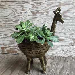 Succulent planter in a giraffe-shaped metal container