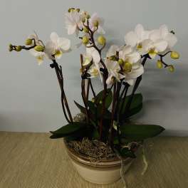 White orchid plant in a ceramic pot with moss