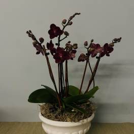 Potted dark purple orchids in a white pedestal planter
