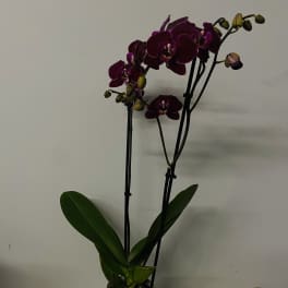 Potted orchid with deep purple blooms in a patterned ceramic pot