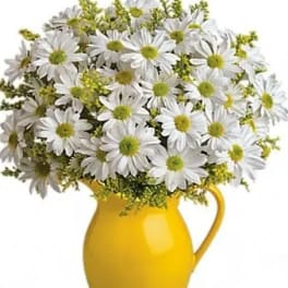 Sunny Day Pitcher of Daisies