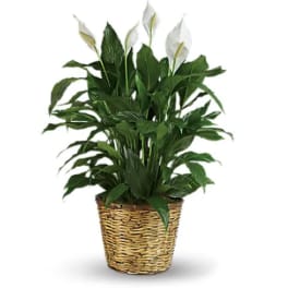 Potted peace lily plant in a woven basket planter