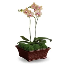 Potted orchid plant with pale pink blooms in a rectangular planter
