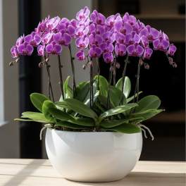 Purple orchids in a white ceramic pot
