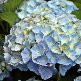 Cluster of light blue hydrangea blooms with green leaves
