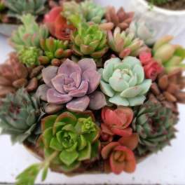 Clustered succulent arrangement in a shallow container