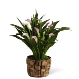 The FTD Calla Lily Planter