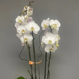 White orchids in a white ceramic bowl planter