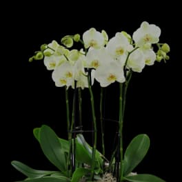 White orchid plant in a white pot