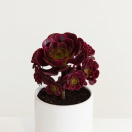 Dark burgundy succulent in a white pot