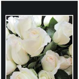 Close-up of white roses with dark green foliage