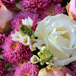 Pink chrysanthemums and white roses in a close-up bouquet