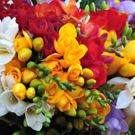 Bright mixed bouquet of freesia in red, yellow, white, and purple