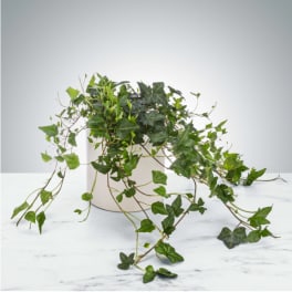 Ivy Plant by BloomNation™