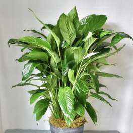 Potted green houseplant with broad glossy leaves in a metal container