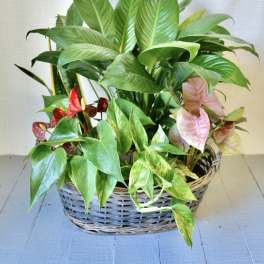 Assorted green and pink houseplants arranged in a low woven basket