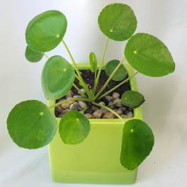 Potted plant with round green leaves in a lime-green square pot