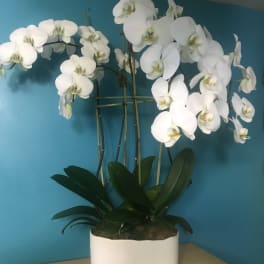White orchid plant in a white rectangular pot