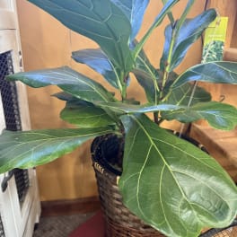 Potted fiddle leaf fig plant in a woven basket planter