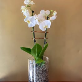 White orchid plant in a glass vase with pebbles