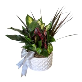 Potted tropical plant arrangement in a white textured pot with a silver bow