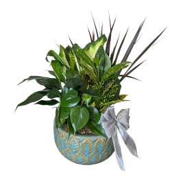 Potted green plant arrangement in a blue textured ceramic container with a silver bow