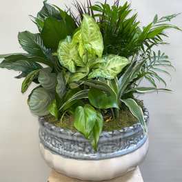 Large mixed green plant arrangement in a decorative ceramic pot
