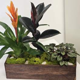 Beautiful Plants arrangement