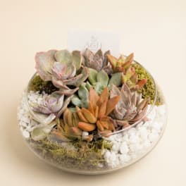 Succulent arrangement in a round glass bowl with white stones