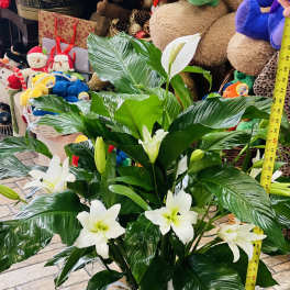 White lilies in a basket with a white ribbon