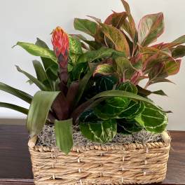 Tropical Plant Basket
