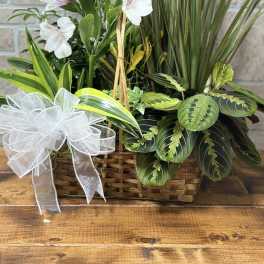 Basket planter with white alstroemeria and assorted green plants accented with a white ribbon bow