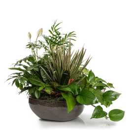 Mixed green houseplant arrangement in a round bowl planter