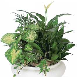Mixed green houseplants in a white bowl planter
