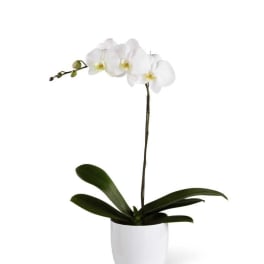 White orchid plant in a white pot