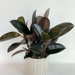 Potted rubber plant with dark glossy leaves in a white patterned pot
