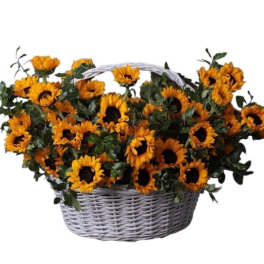 Farewell to summer. Stylish basket with sunflowers.