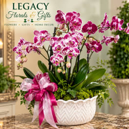 Potted pink and white orchids in a white ceramic bowl with a ribbon bow