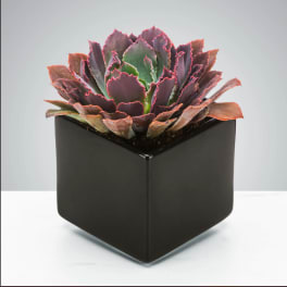 Dark Succulent by BloomNation™