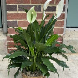 Potted peace lily with white blooms in a woven basket