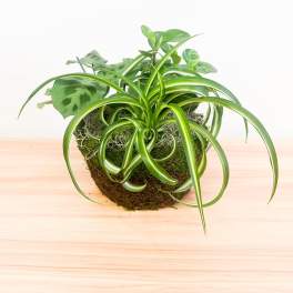 Small potted plant arrangement with variegated spider plant and other green foliage