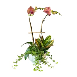 Potted orchid arrangement with trailing ivy and croton leaves
