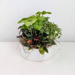 Mixed potted plants in a white round container