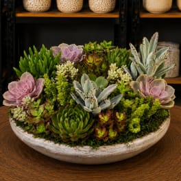 Succulent arrangement in a shallow white bowl