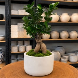 Potted bonsai-style plant in a white ceramic planter