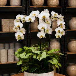 White orchids in a marble-look planter with green foliage